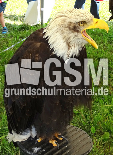 Weißkopf-Seeadler (01).jpg